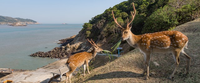 大坵島で鹿を探す