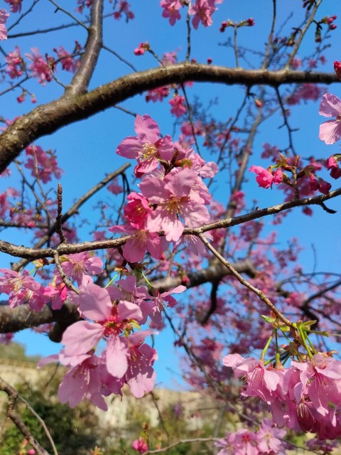 Cherry Blossoms in Spring / photo by Chen Hsiu Yi