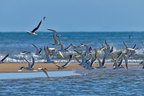 Terns over Kunqiu Beach, Xiju – Photo by Hsu Chien-Tao_no