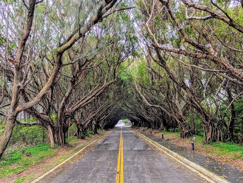 Banyan Tunnel Road, Xiju_no