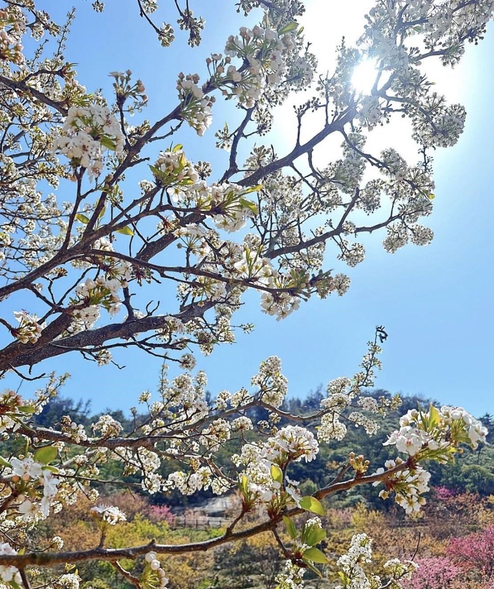 Cherry Blossoms in Shengtian Park / photo by Chen Hsiu Yi