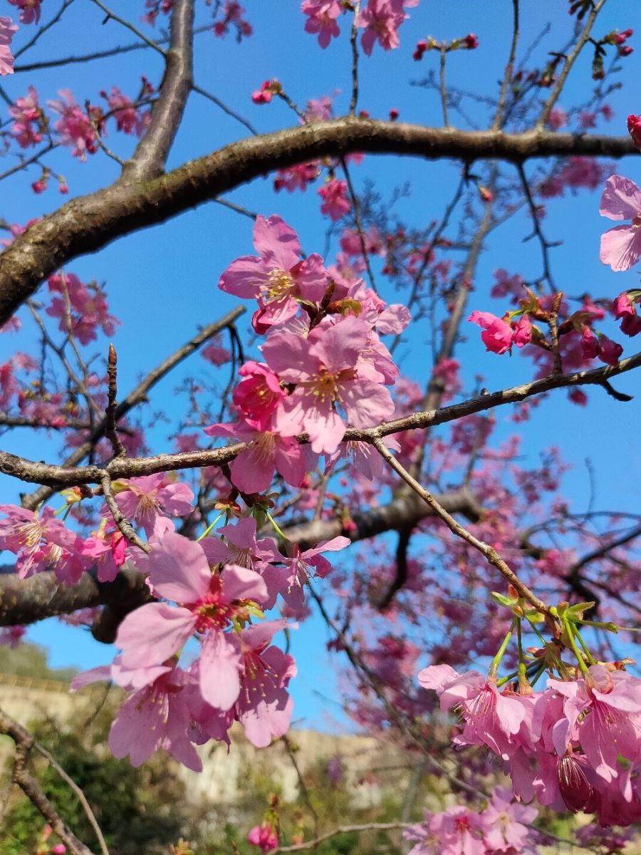 Cherry Blossoms in Spring / photo by Chen Hsiu Yi
