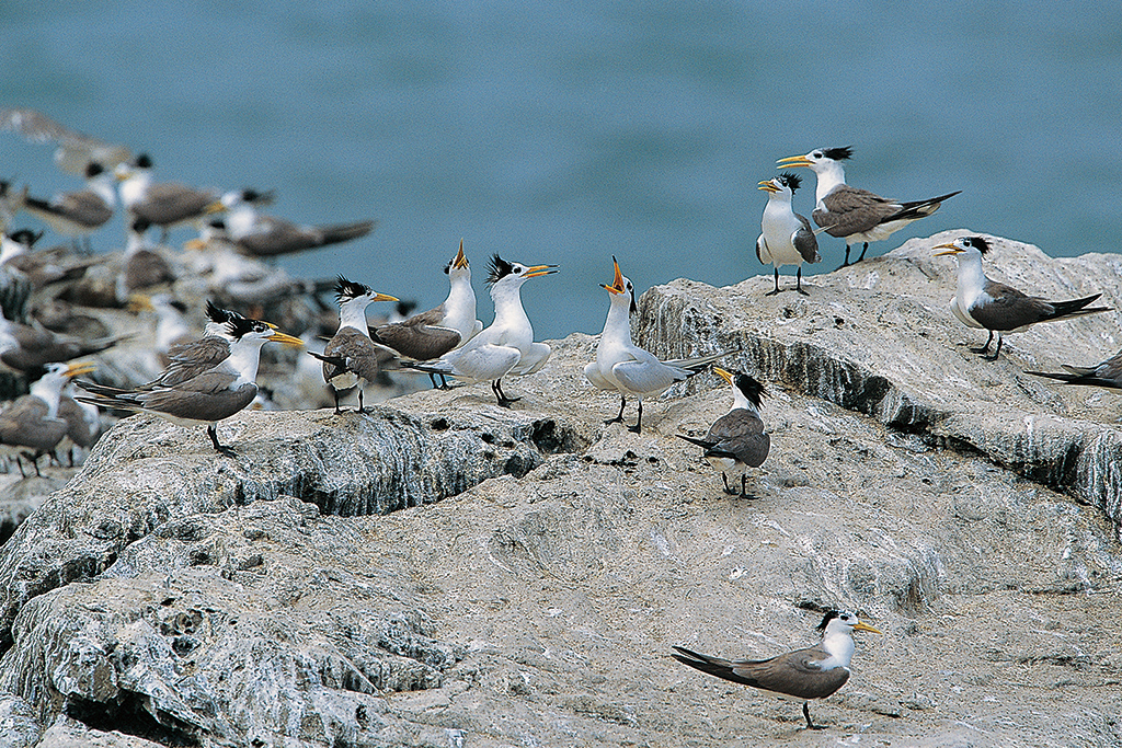 terns