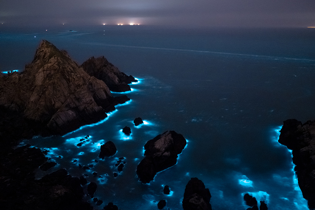 大砲連夜賞藍眼淚