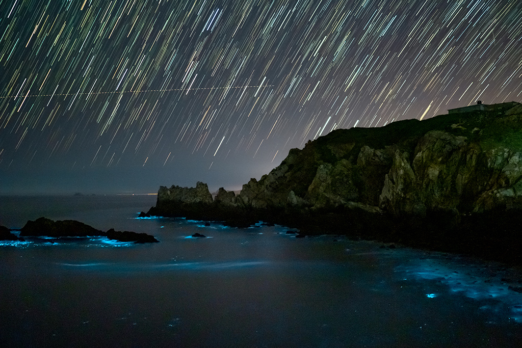 菜浦澳夜賞藍眼淚