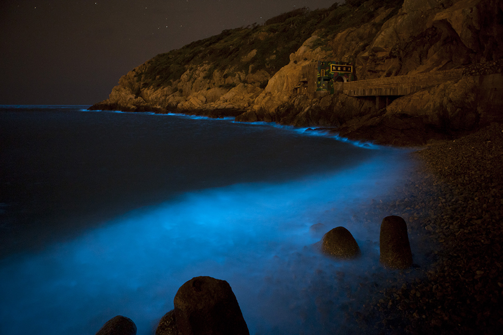 大漢據點夜賞藍眼淚