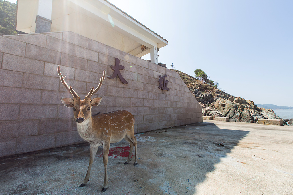 登上大坵島迎接遊客的野生梅花鹿