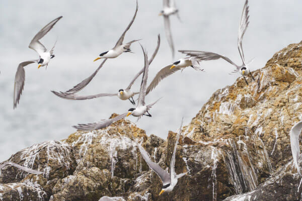 terns