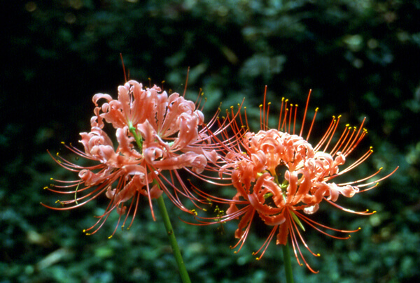 紅花石蒜特寫