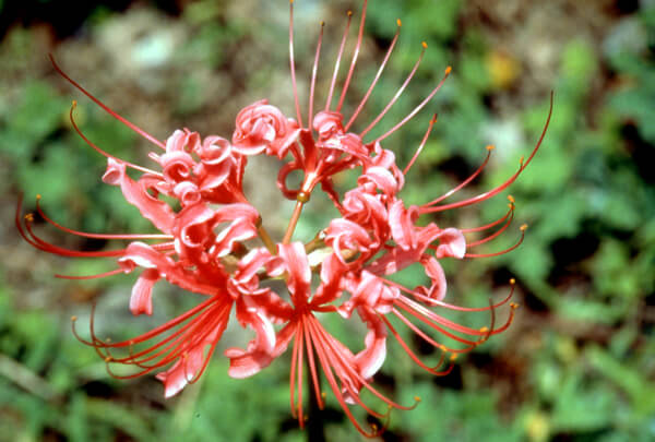 紅花石蒜特寫