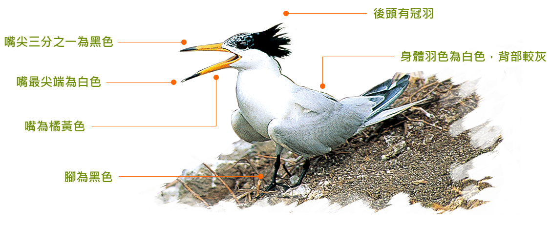 黑嘴端鳳頭燕鷗特徵說明